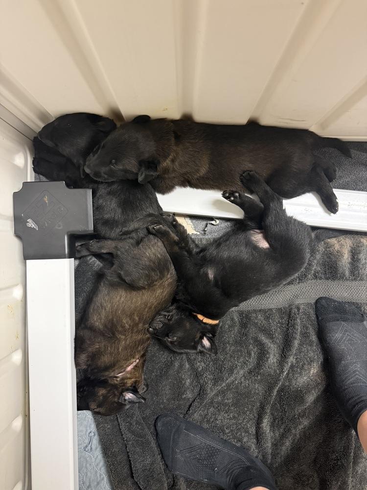 Lakeland Lookers Onyx