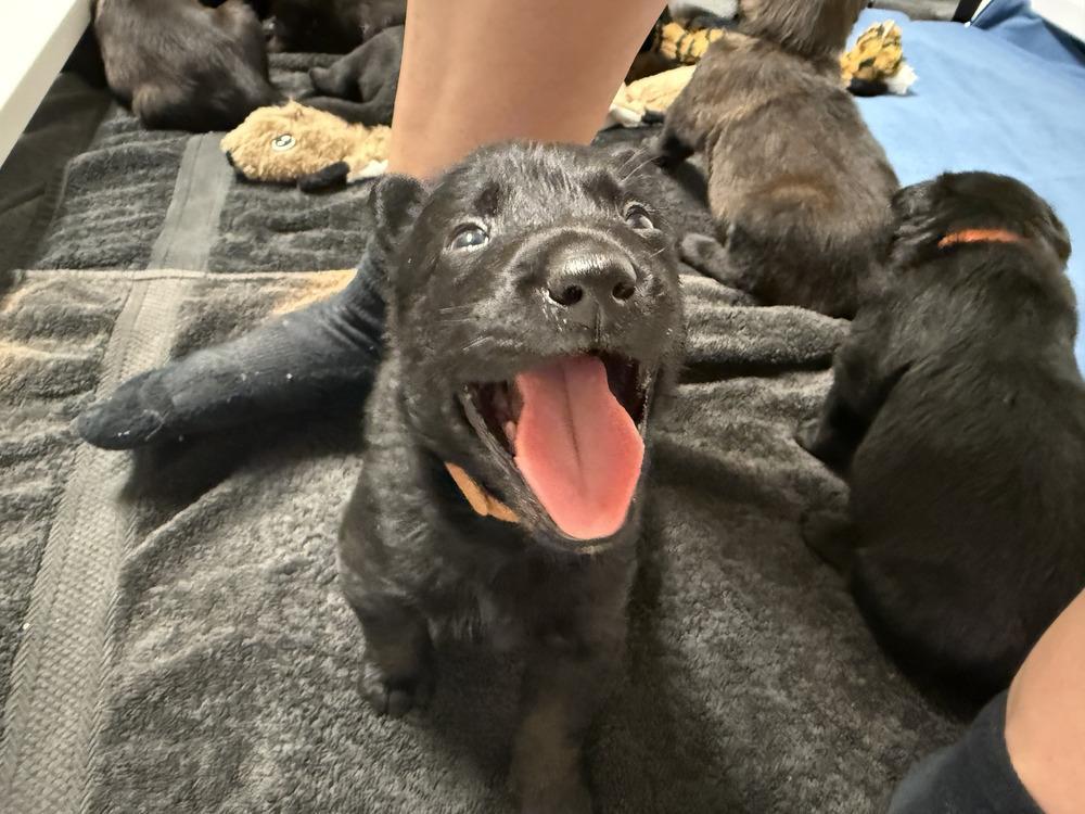 Lakeland Lookers Vex