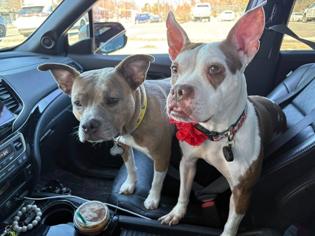 Trixie In Massachusetts