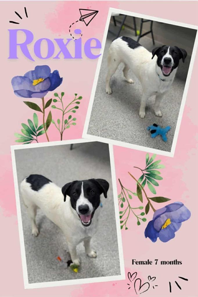 Roxie