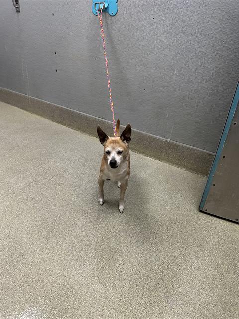 Dwayne The Rock Johnson