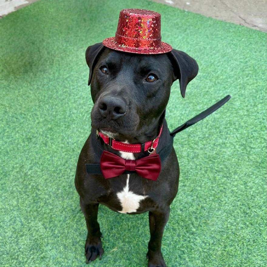 Lazarus "russie Laz" photo 1