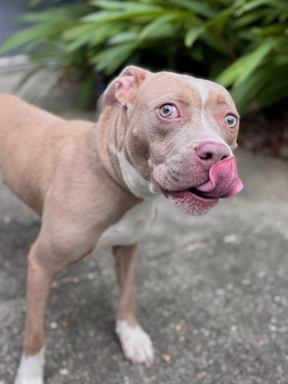 Lemon Pepper photo 1