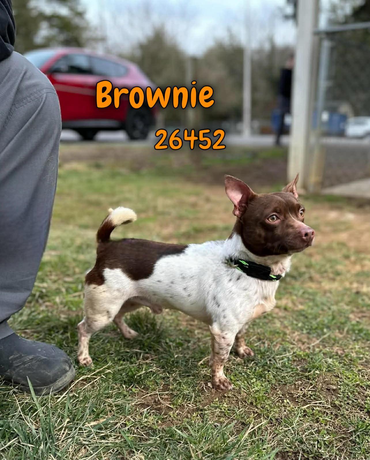 Brownie
