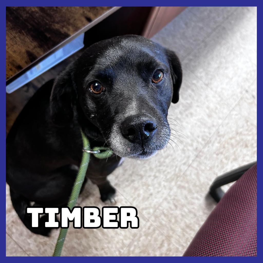 Timber