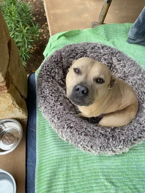 A young medium-sized female White / Cream American Staffordshire Terrier dog named Cindy Lou for adoption in Austin, TX