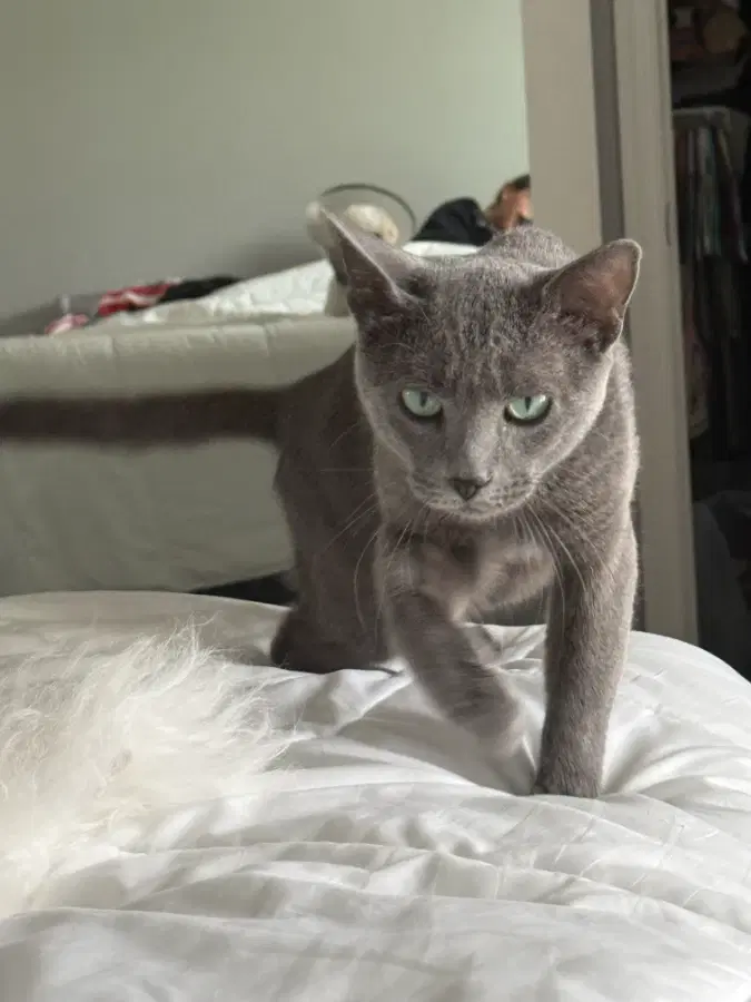 Dimitri