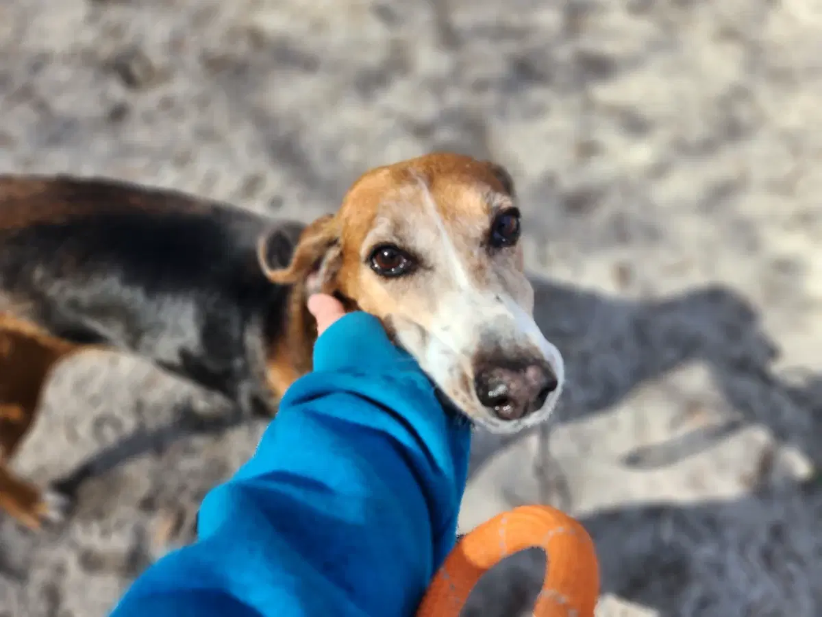 An adult medium-sized female Treeing Walker Coonhound dog named Queen/Sadie for adoption in Conway, SC