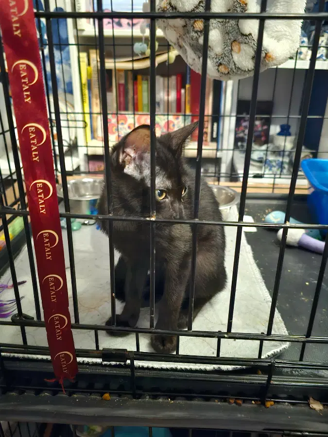 A baby unknown-sized male Domestic Short Hair cat named Gershwin for adoption in Brooklyn, NY