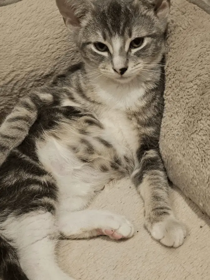 A baby unknown-sized female Gray & White Domestic Short Hair cat named Empanada for adoption in Brooklyn, NY