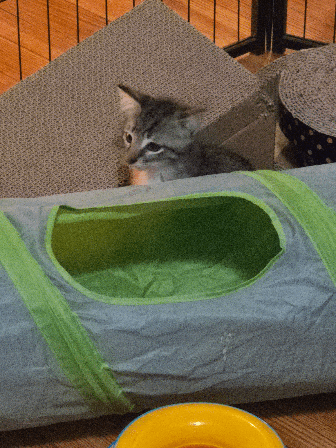 A baby small-sized unknown Mixed Breed cat named Skyy for adoption in Brooklyn, NY