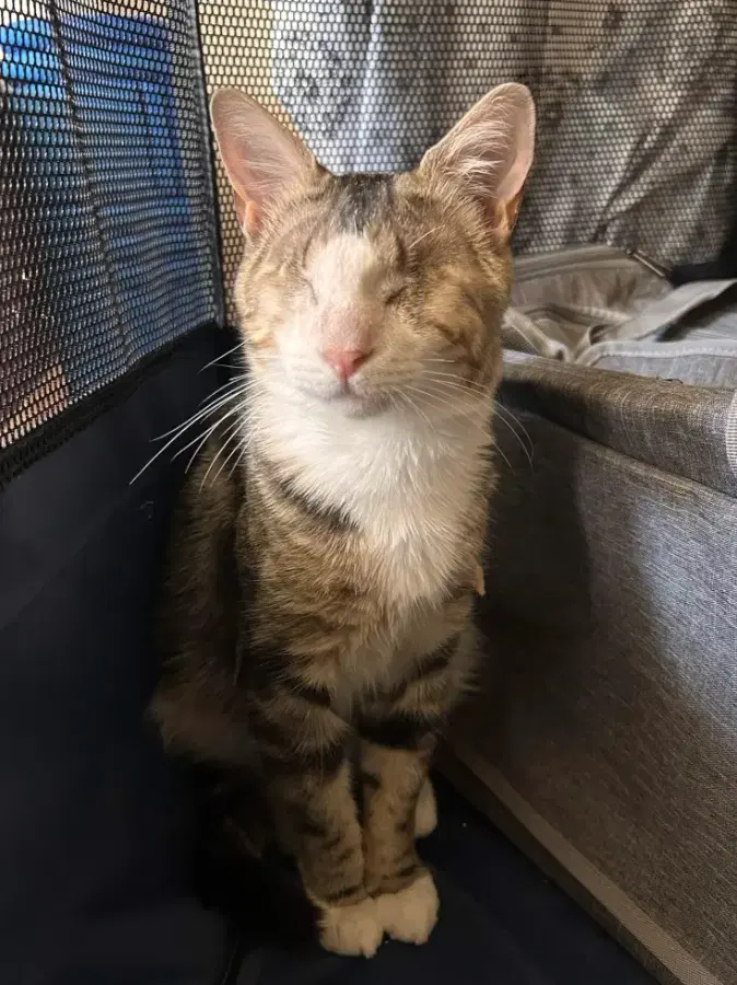 An adult medium-sized male Domestic Medium Hair cat named Vinnie for adoption in Brooklyn, NY