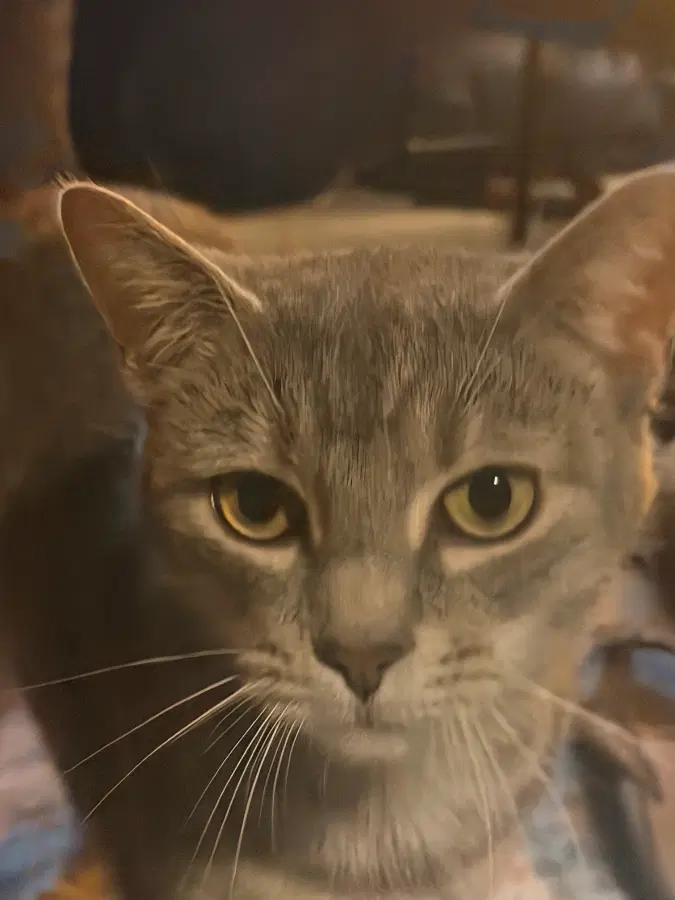 A young unknown-sized female Tabby (Gray / Blue / Silver) Domestic Short Hair cat named Bella for adoption in Brooklyn, NY