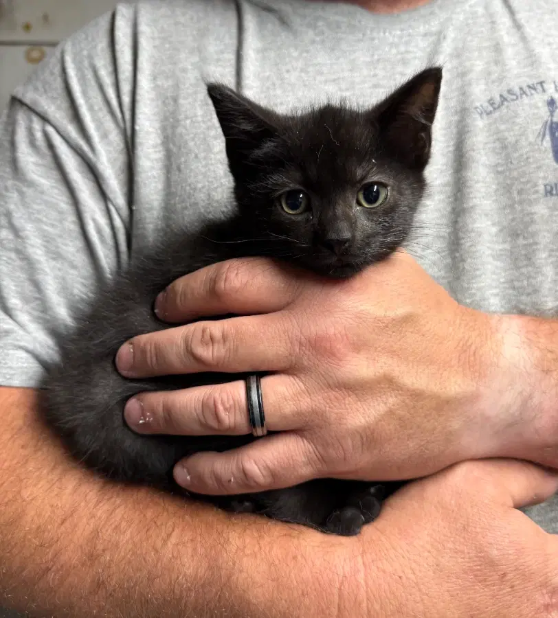A baby small-sized male Black Domestic Short Hair cat named Elmwood for adoption in Romney, WV