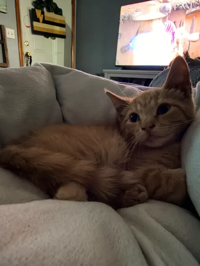A baby small-sized male Orange / Red Domestic Short Hair cat named Ziggy for adoption in Romney, WV
