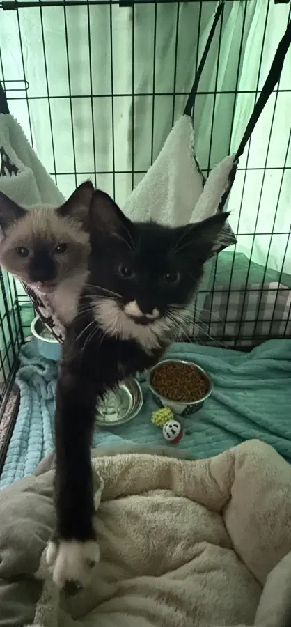 A baby small-sized male Black Domestic Medium Hair cat named Beau for adoption in Romney, WV