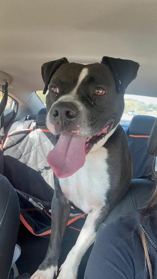 An adult large-sized male Black American Bully dog named Bruce for adoption in Tucker, GA