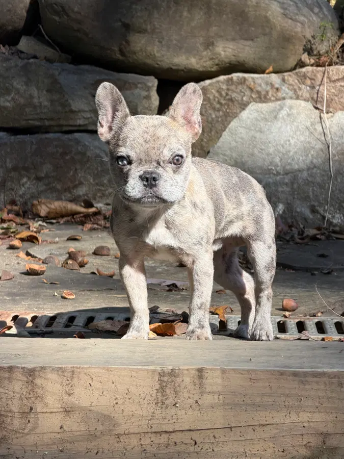 A baby small-sized male Merle (Blue) French Bulldog dog named Frank for adoption in Tucker, GA