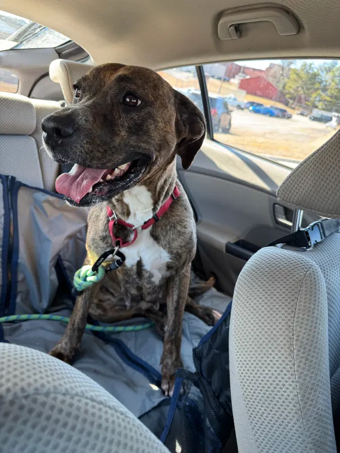 An adult large-sized female Brindle Plott Hound dog named MOCHA for adoption in Tucker, GA