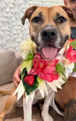 An adult large-sized female Brown / Chocolate Pit Bull Terrier dog named DOVE for adoption in Tucker, GA
