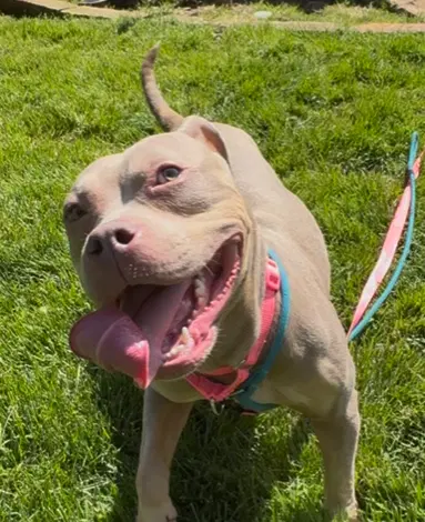 An adult medium-sized female Apricot / Beige Pit Bull Terrier dog named Dream for adoption in Tucker, GA