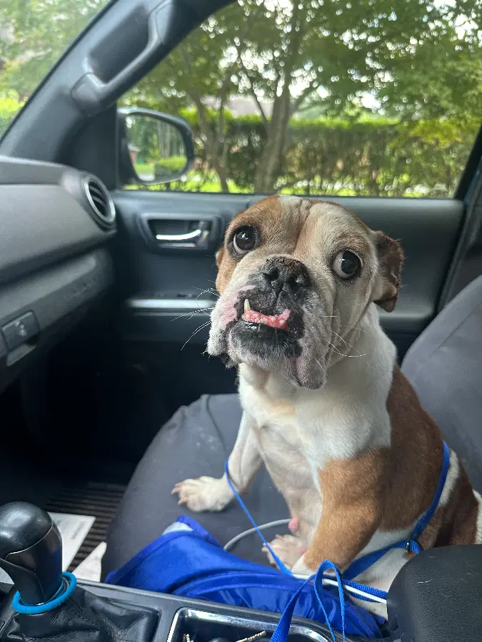 An adult medium-sized female Tricolor (Brown, Black, & White) English Bulldog dog named Petunia B Jones for adoption in Tucker, GA