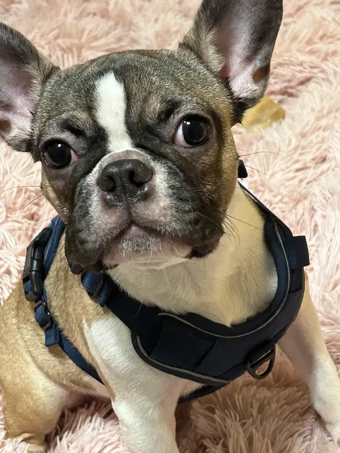An adult small-sized male Tricolor (Brown, Black, & White) French Bulldog dog named Teddy for adoption in Tucker, GA