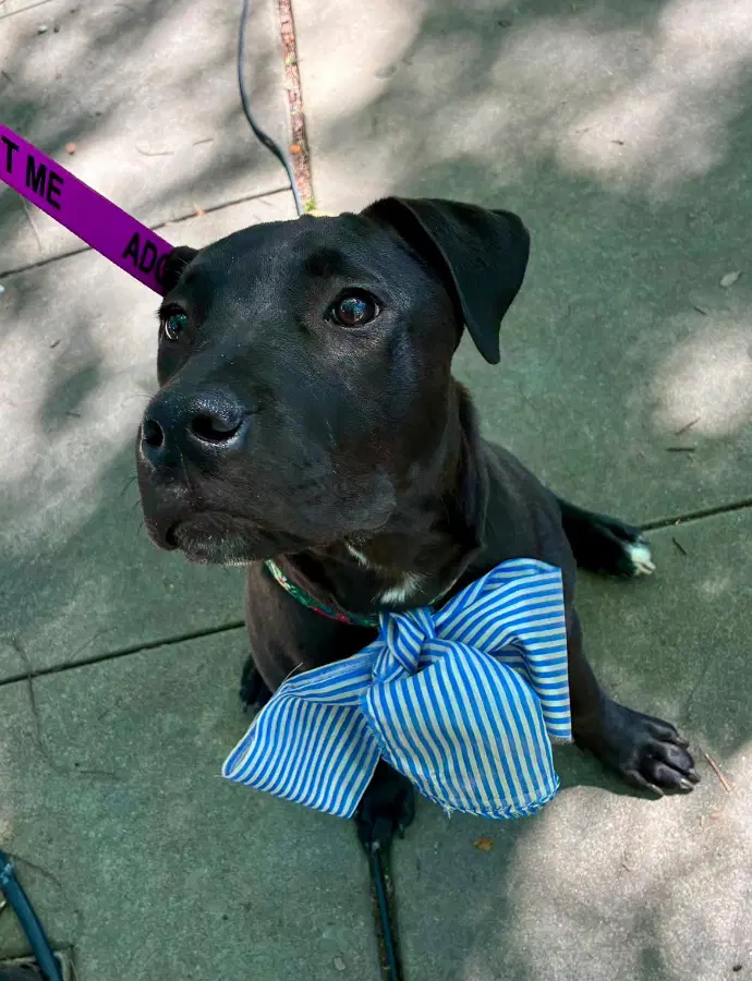 A baby large-sized male Black Labrador Retriever dog named Poppy for adoption in Tucker, GA