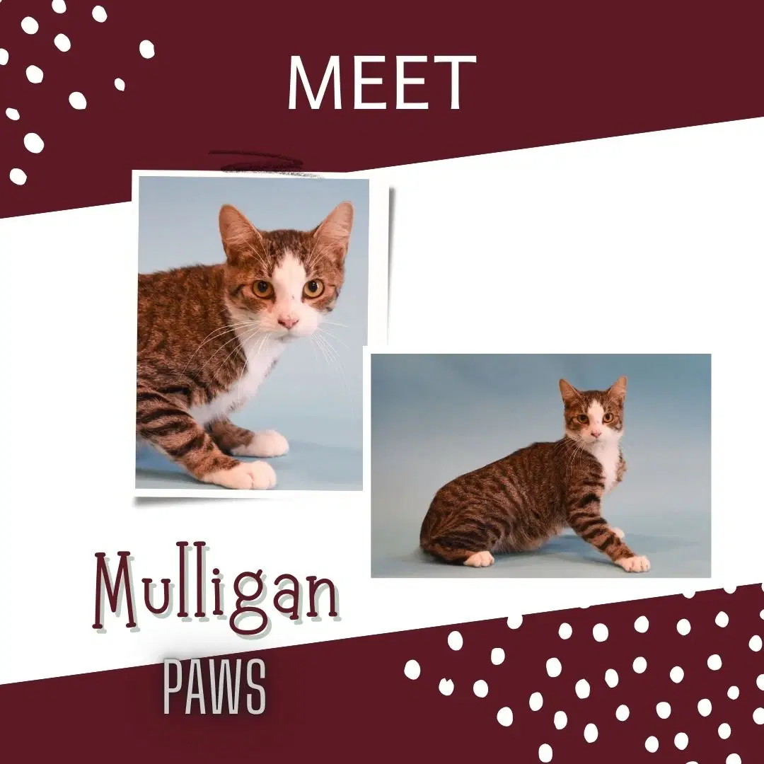 Mulligan