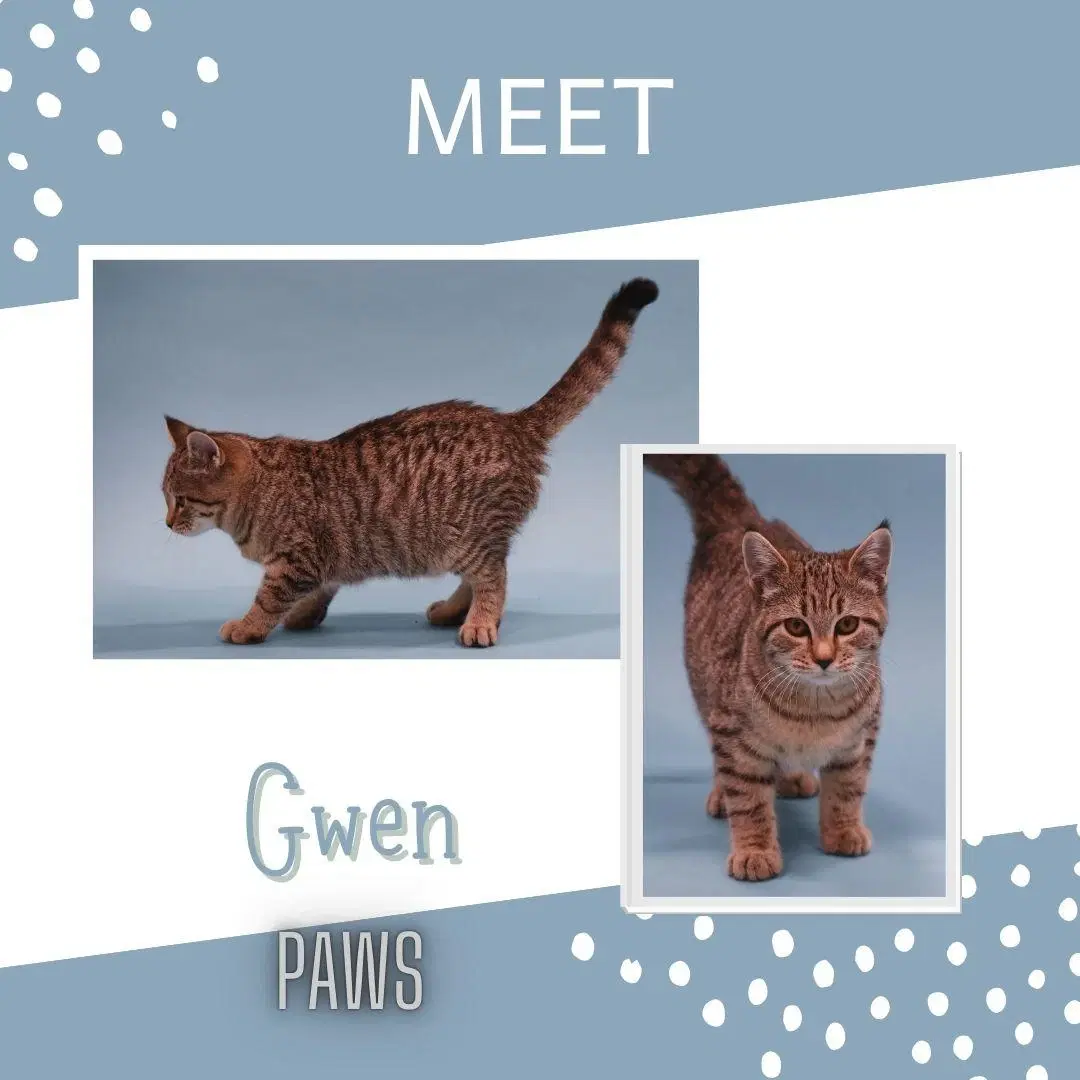 A young small-sized female Tabby American Shorthair cat named Gwen for adoption in Jefferson, IA