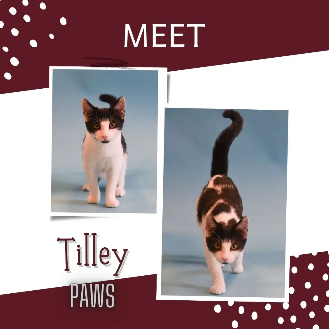 Tilley