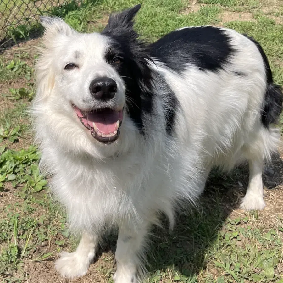 A senior large-sized female Black Border Collie dog named Saskia for adoption in Lindenhurst, NY