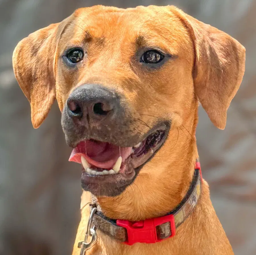 A young medium-sized male Golden Labrador Retriever dog named Kane for adoption in Lindenhurst, NY