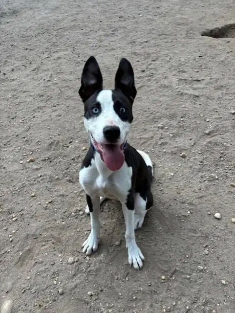 A young medium-sized male Black Husky dog named Beamer for adoption in Lindenhurst, NY