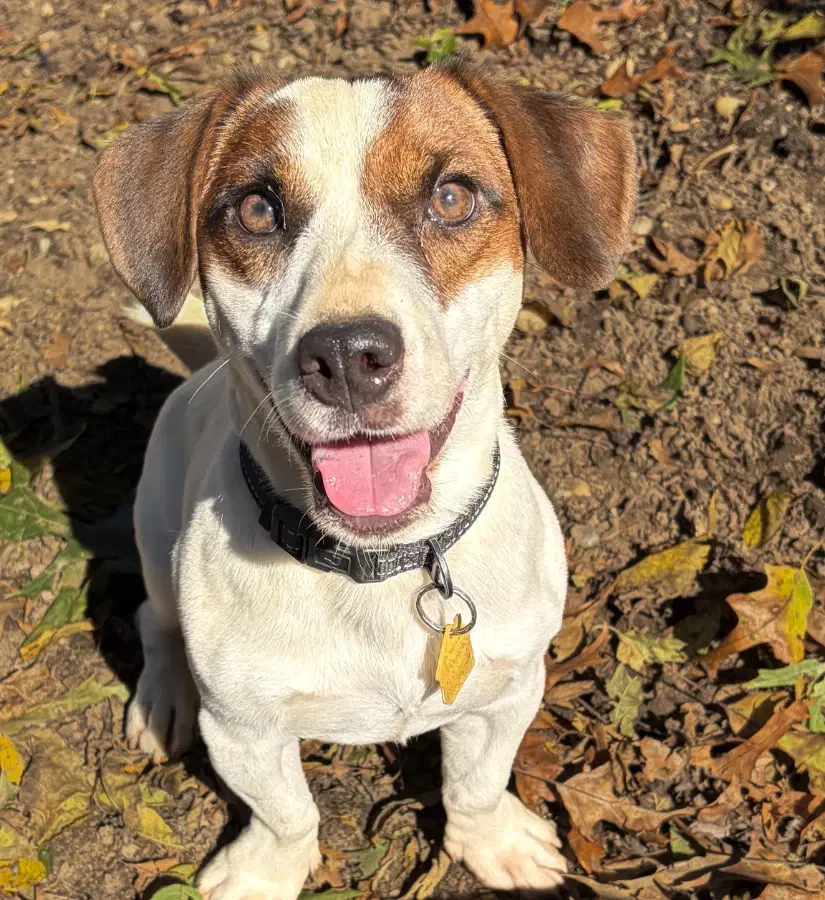 A young small-sized male White / Cream Jack Russell Terrier dog named Zippy for adoption in Lindenhurst, NY