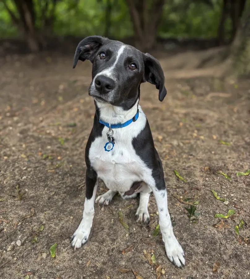 A baby large-sized male Black Border Collie dog named Jelly Bean for adoption in Lindenhurst, NY