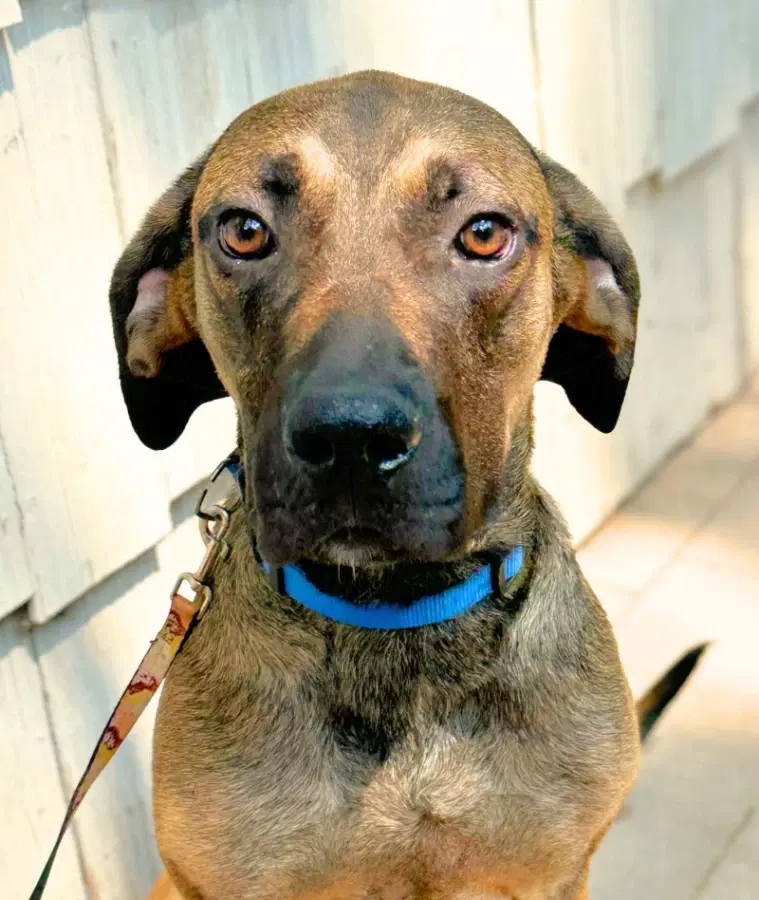 A young medium-sized male Brown / Chocolate Mountain Cur dog named Rafael for adoption in Lindenhurst, NY