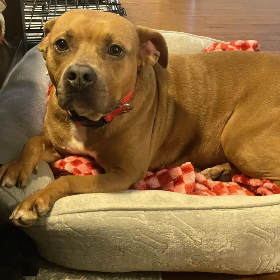 An adult medium-sized female Brown / Chocolate Pit Bull Terrier dog named Ebony for adoption in Lindenhurst, NY