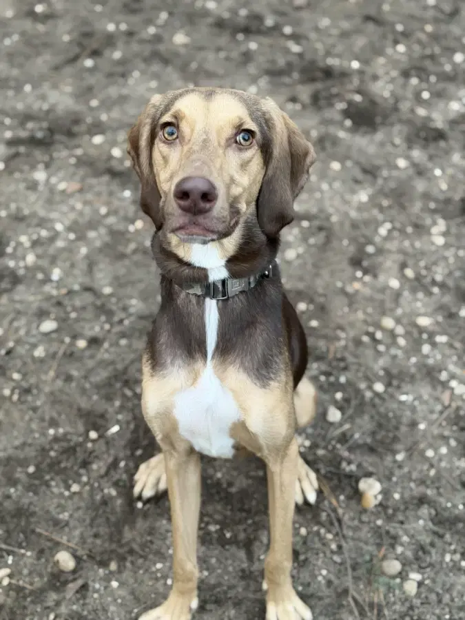 A young medium-sized male Brown / Chocolate Weimaraner dog named Wolfy for adoption in Lindenhurst, NY