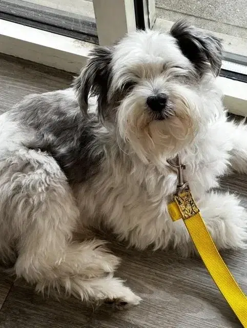 A senior small-sized male Gray / Blue / Silver Maltese dog named Oreo for adoption in Lindenhurst, NY