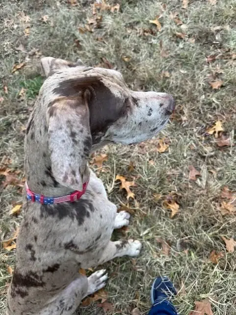 A young extra large-sized male Gray / Blue / Silver Great Dane dog named Dexter for adoption in Lindenhurst, NY