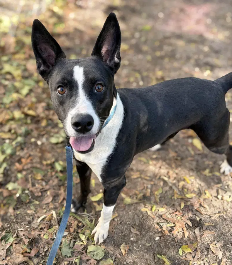 An adult medium-sized female Black Mixed Breed dog named Matilda for adoption in Lindenhurst, NY