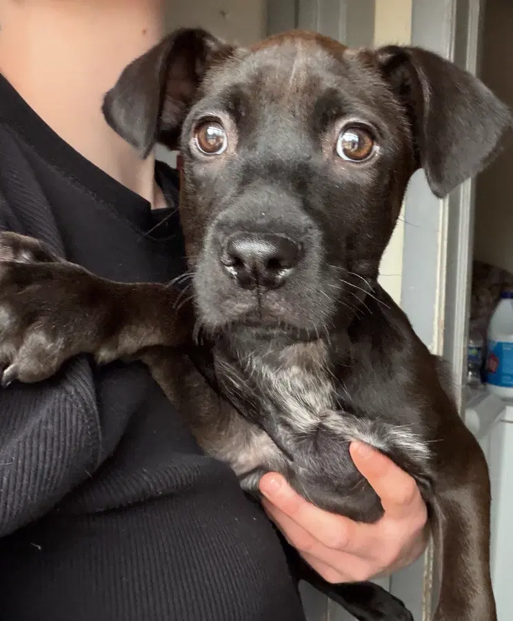 A baby medium-sized female Black Boxer dog named Darla for adoption in Lindenhurst, NY
