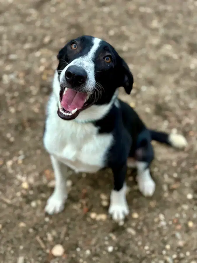 An adult medium-sized male White / Cream Australian Shepherd dog named Ace for adoption in Lindenhurst, NY