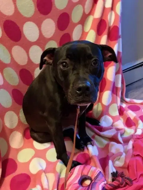 An adult medium-sized female Black Pit Bull Terrier dog named Cruella for adoption in Lindenhurst, NY