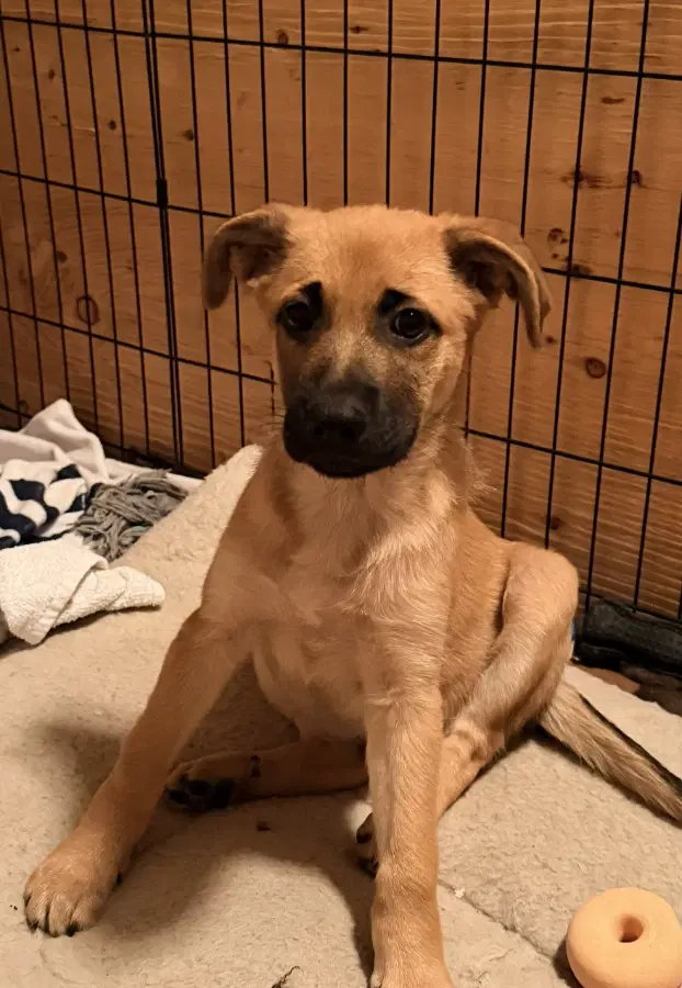 A baby medium-sized female Black Shepherd dog named Adira (8591) for adoption in Lindenhurst, NY