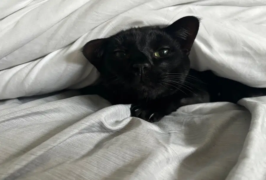 An adult small-sized male Black Domestic Short Hair cat named Dash for adoption in Lindenhurst, NY