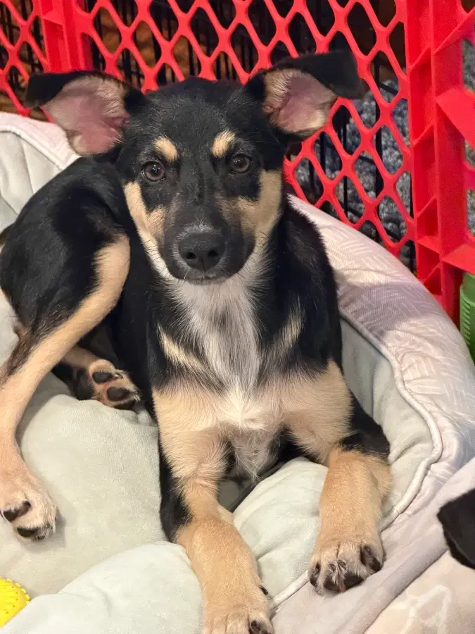 A baby medium-sized female Tricolor (Brown, Black, & White) Mixed Breed dog named Dorothy for adoption in Lindenhurst, NY