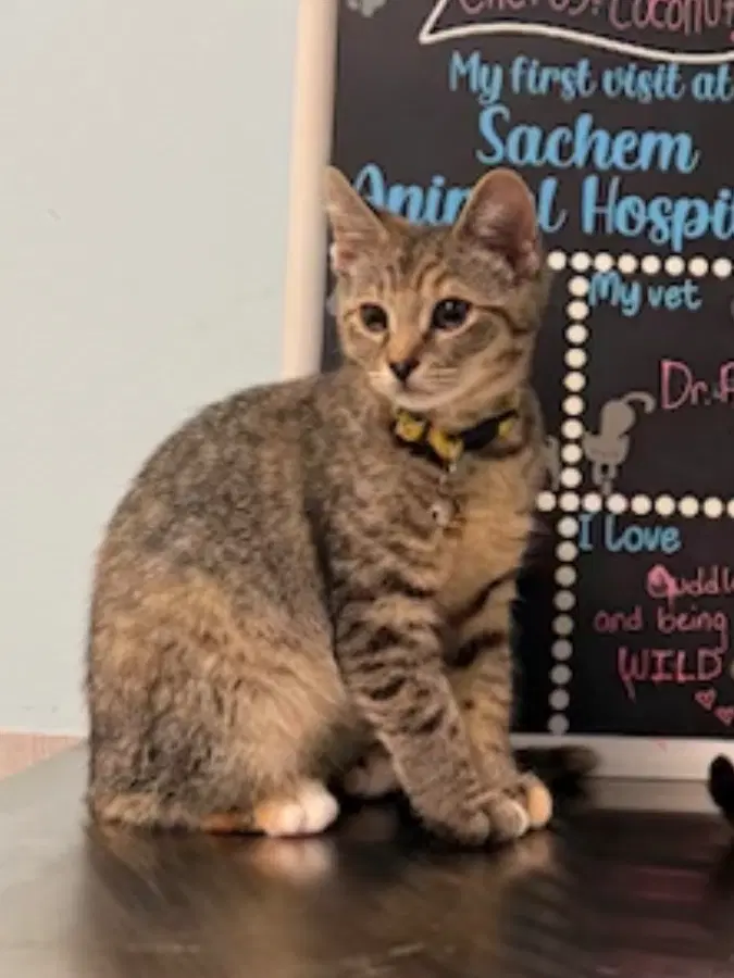 A baby medium-sized female Gray & White Domestic Short Hair cat named Cactus for adoption in Lindenhurst, NY