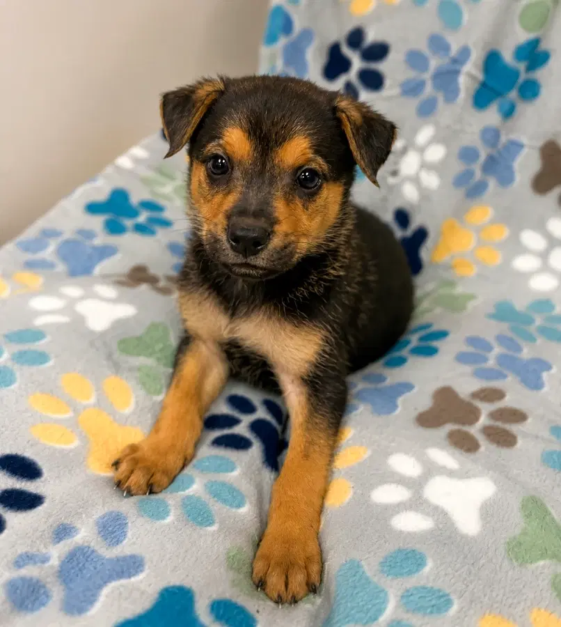 A baby medium-sized male Apricot / Beige Mixed Breed dog named Diesel for adoption in Lindenhurst, NY